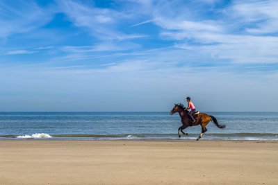 Horse at the Beach