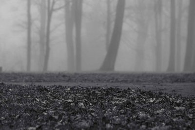 Foggy