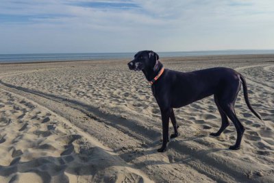 Flitze at the Beach
